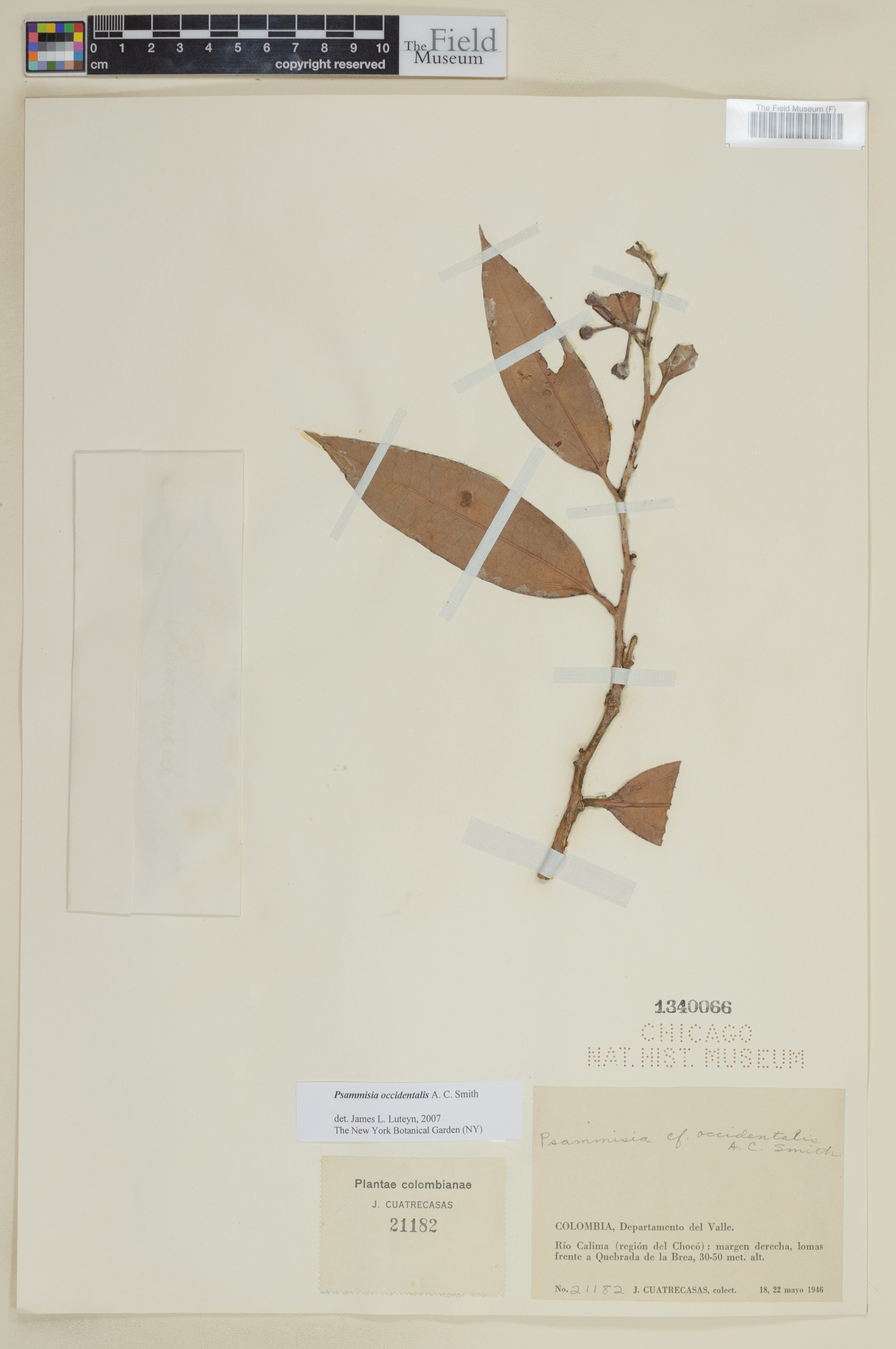 Psammisia occidentalis image