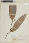 Psammisia occidentalis image