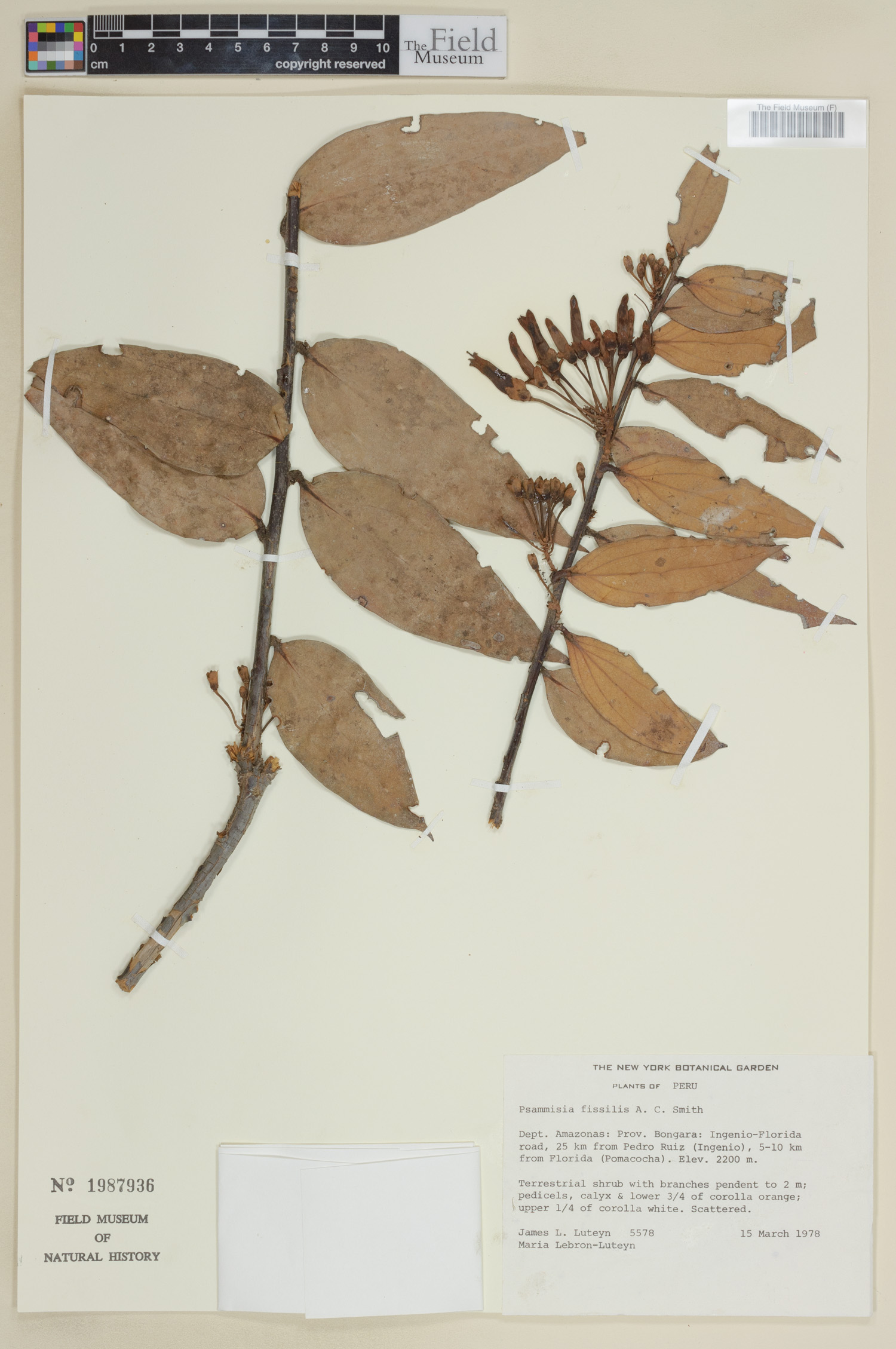 Psammisia fissilis image