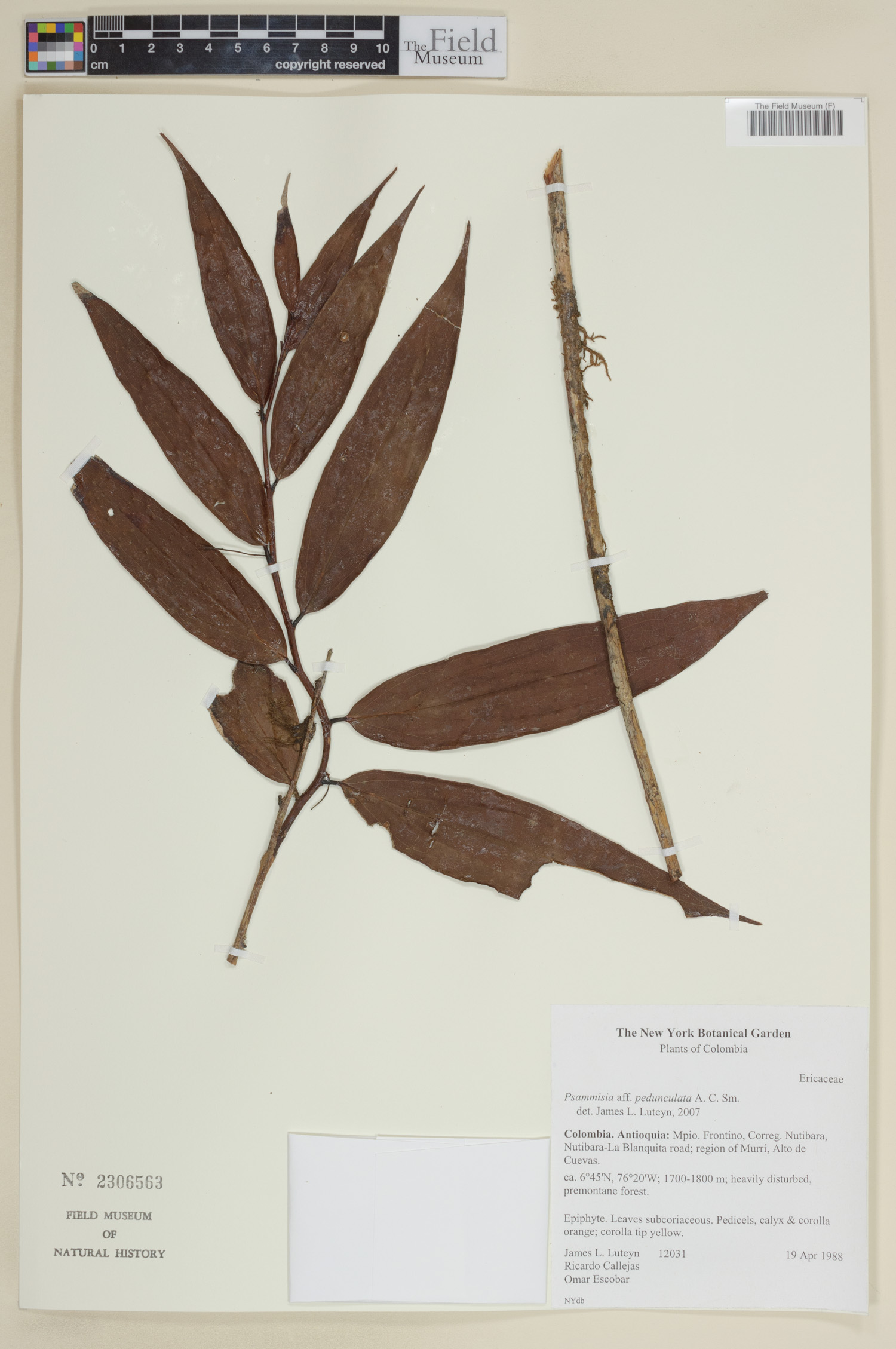 Psammisia pedunculata image