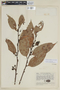 Psammisia penduliflora image
