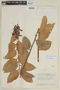 Psammisia penduliflora image