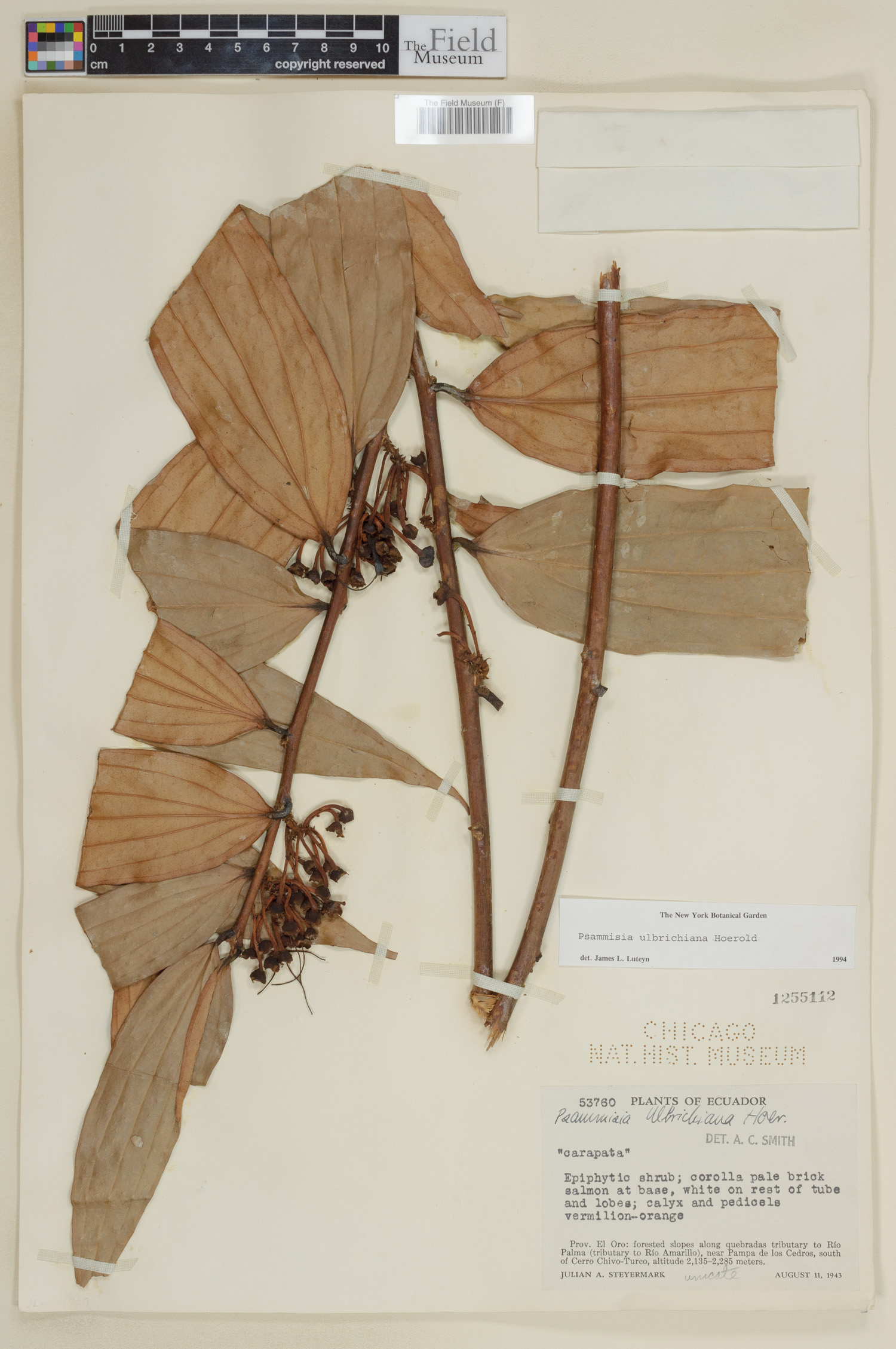 Psammisia ulbrichiana image