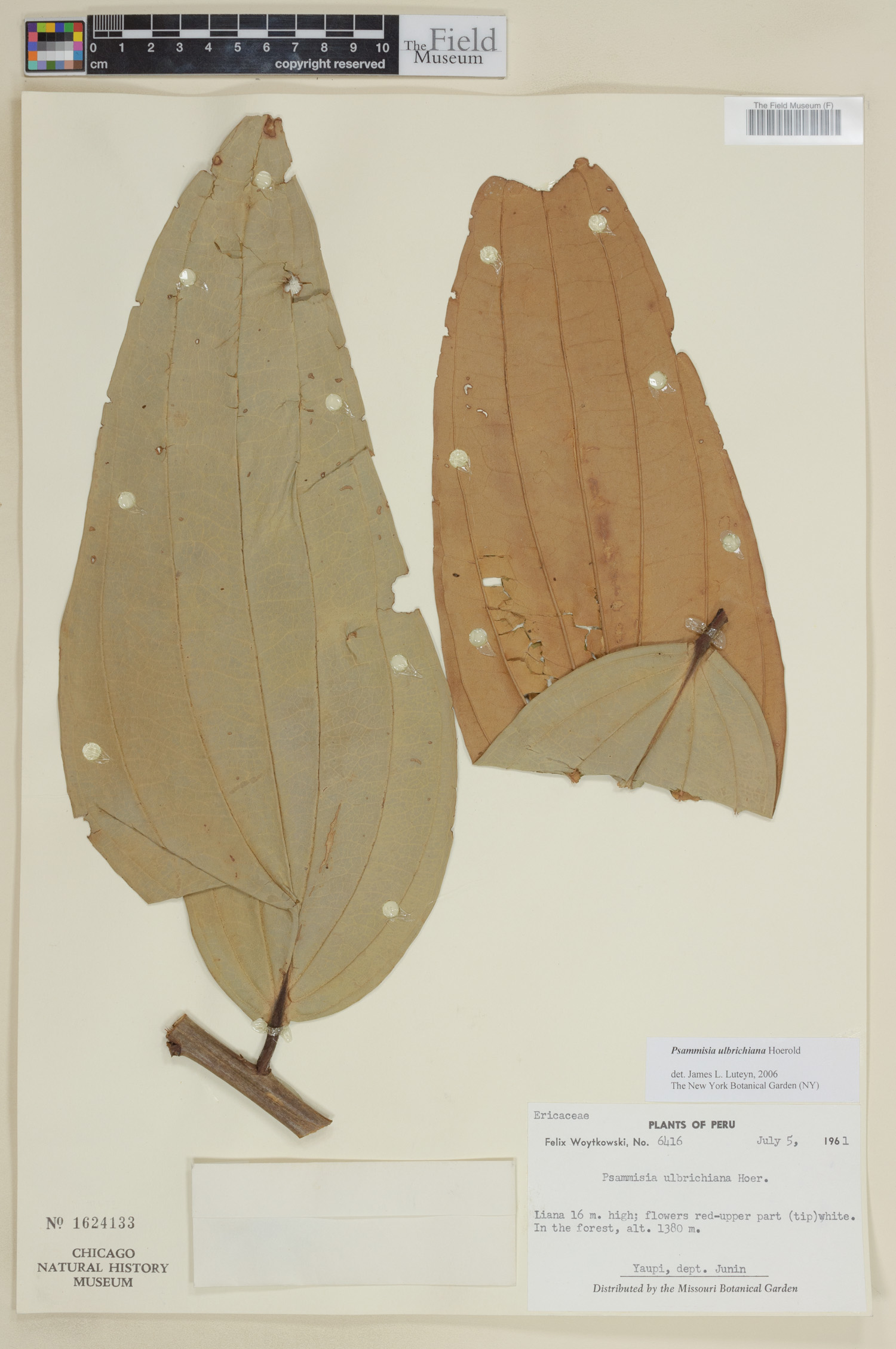 Psammisia ulbrichiana image