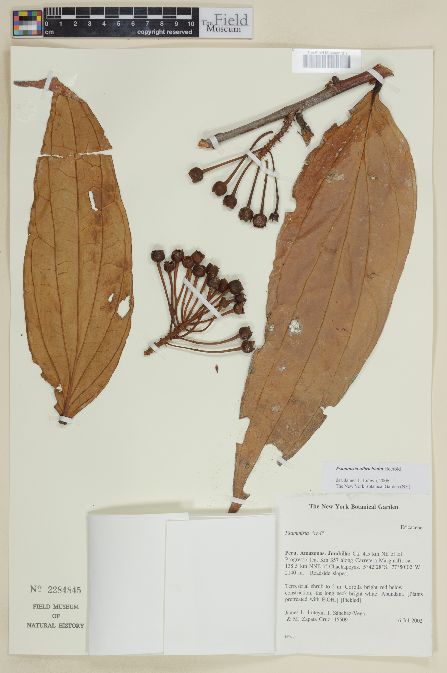 Psammisia ulbrichiana image