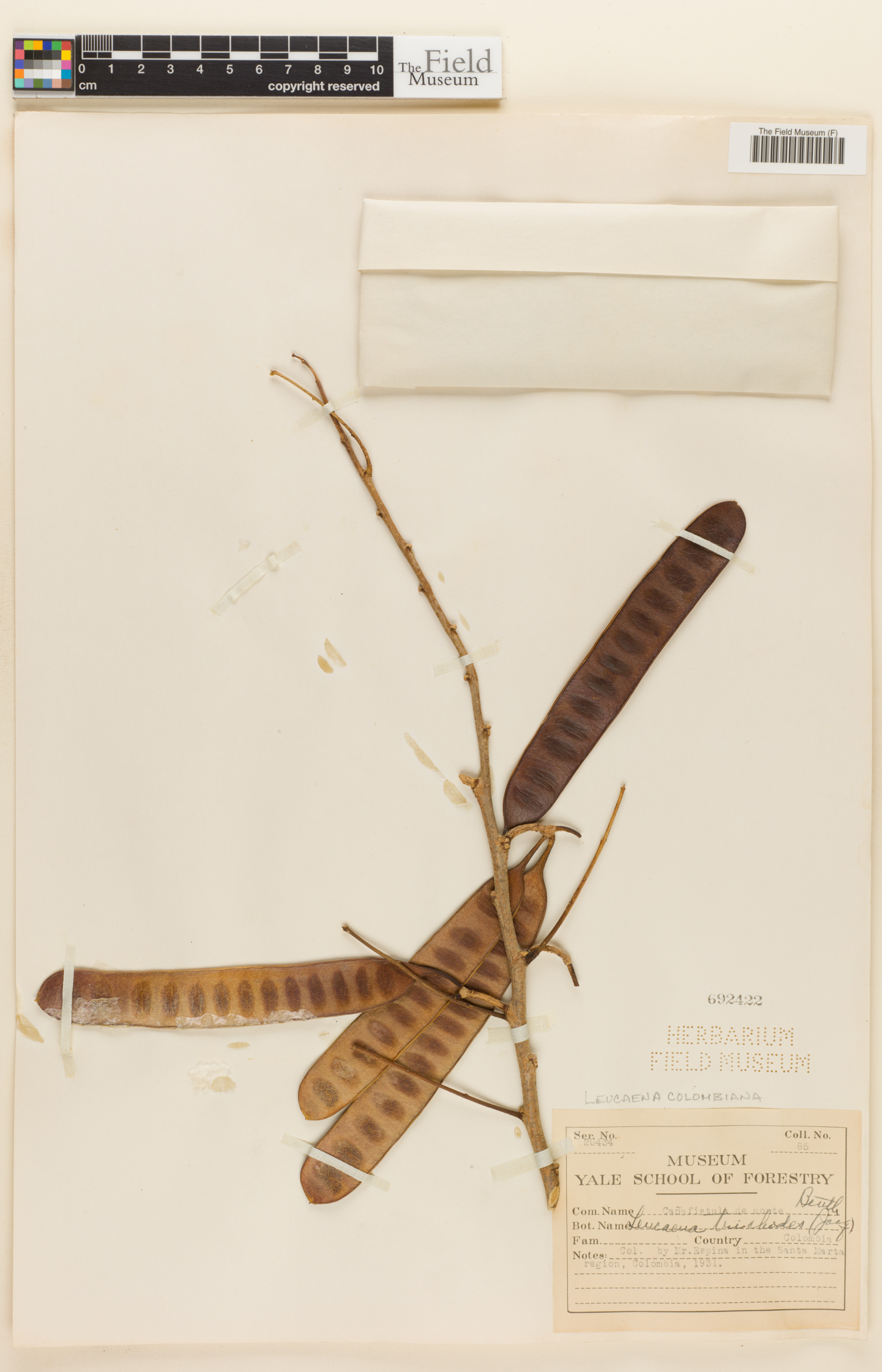 Leucaena trichodes image