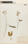 Leucaena trichodes image