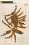 Macrosamanea pubiramea var. lindsaeifolia image