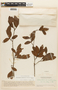 Macrosamanea simabifolia image