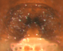 Ceraticelus laticeps female epigynum