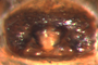 Ceratinella alaskae female epigynum