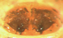Cnephalocotes obscurus female epigynum