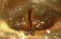 Diplocephalus barbiger female epigynum