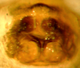 Disembolus anguineus female epigynum