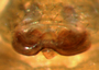 Erigone canthognatha female epigynum