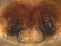 Gnathonarium taczanowskii female epigynum
