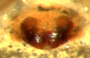 Goneatara platyrhinus female epigynum