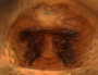 Grammonota pallipes female epigynum