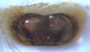 Hybauchenidium aquilonare female epigynum