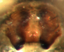 Mermessus bryantae female epigynum