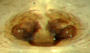 Oedothorax trilobatus female epigynum