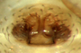Pocadicnemis americana female epigynum