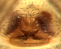 Scotinotylus pollucis female epigynum