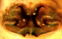 Scotinotylus vernalis female epigynum
