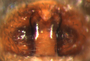 Walckenaeria lepida female epigynum
