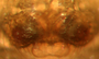 Walckenaeria vigilax female epigynum