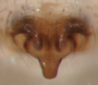 Zornella cryptodon female epigynum