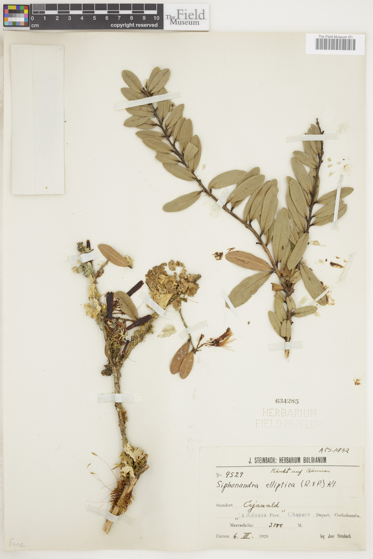 Siphonandra elliptica image