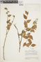 Sphyrospermum cordifolium image