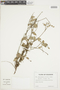 Sphyrospermum ellipticum image