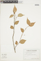 Sphyrospermum grandifolium image