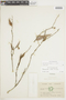 Sphyrospermum haughtii image