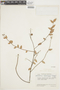 Sphyrospermum klotzschianum image