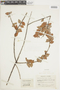 Sphyrospermum majus image