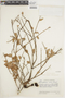 Sphyrospermum majus image