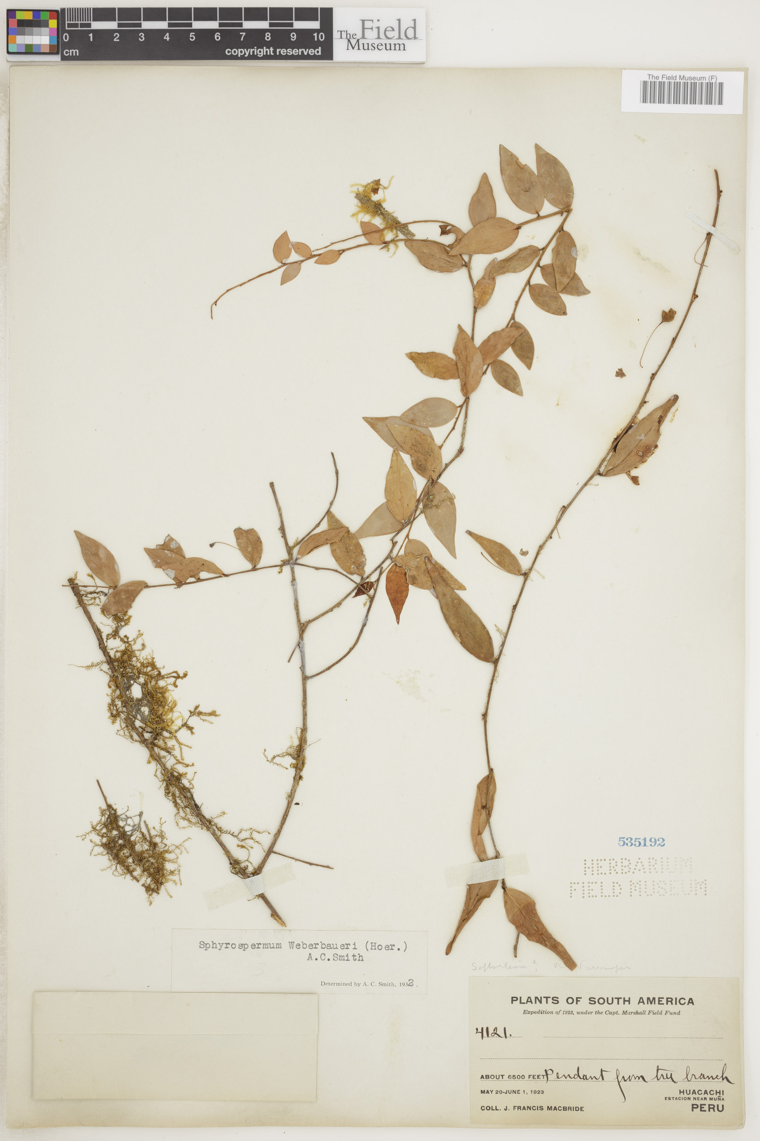 Sphyrospermum weberbaueri image