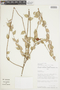 Sphyrospermum buesii image