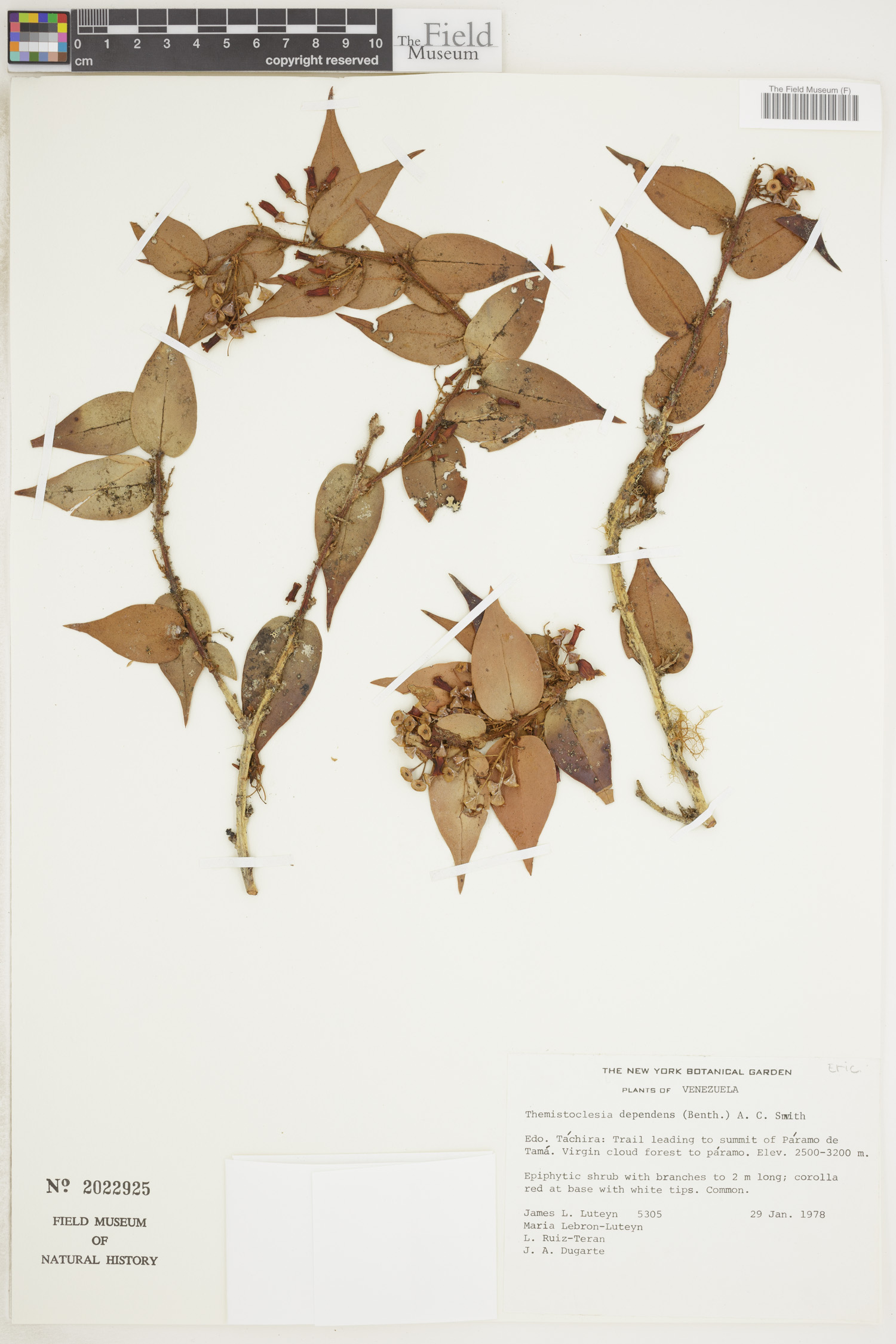 Themistoclesia dependens image