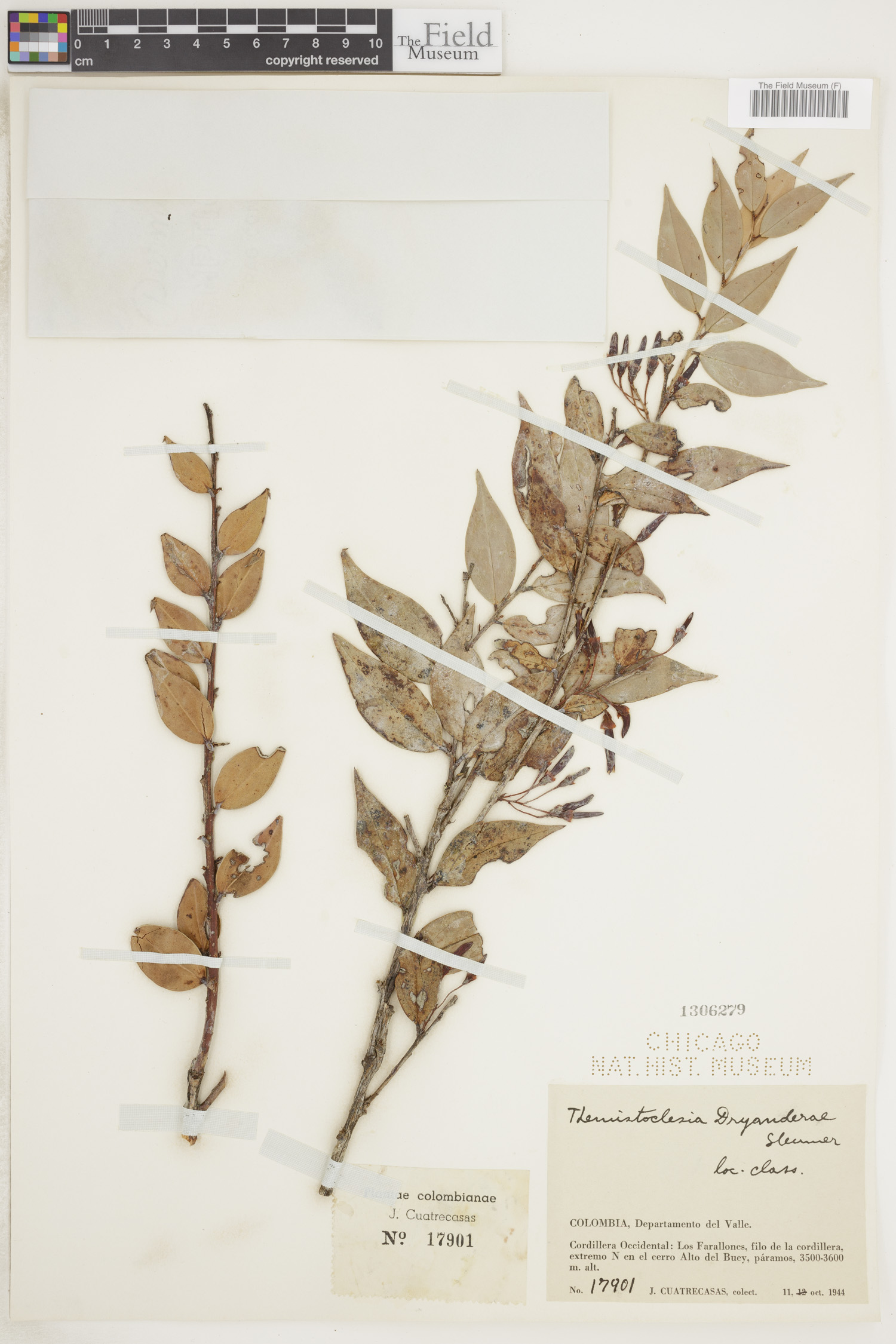 Themistoclesia dryanderae image