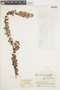 Themistoclesia epiphytica image