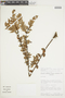Themistoclesia epiphytica image