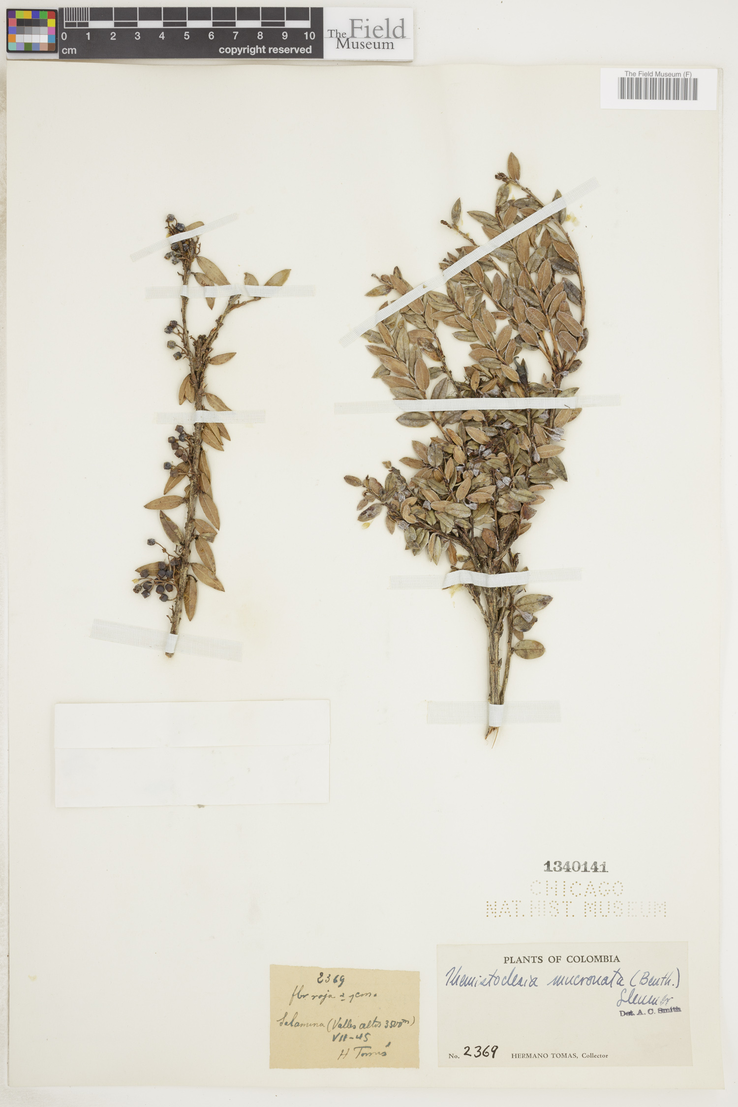 Themistoclesia mucronata image