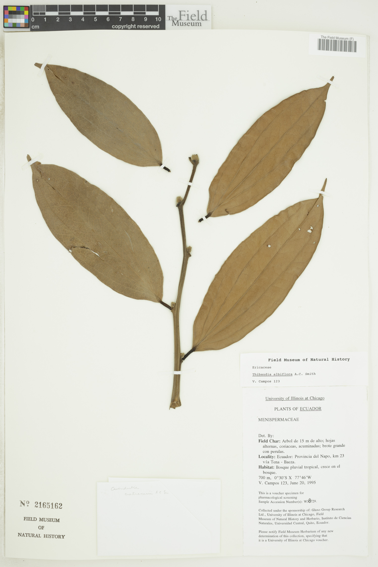 Thibaudia albiflora image