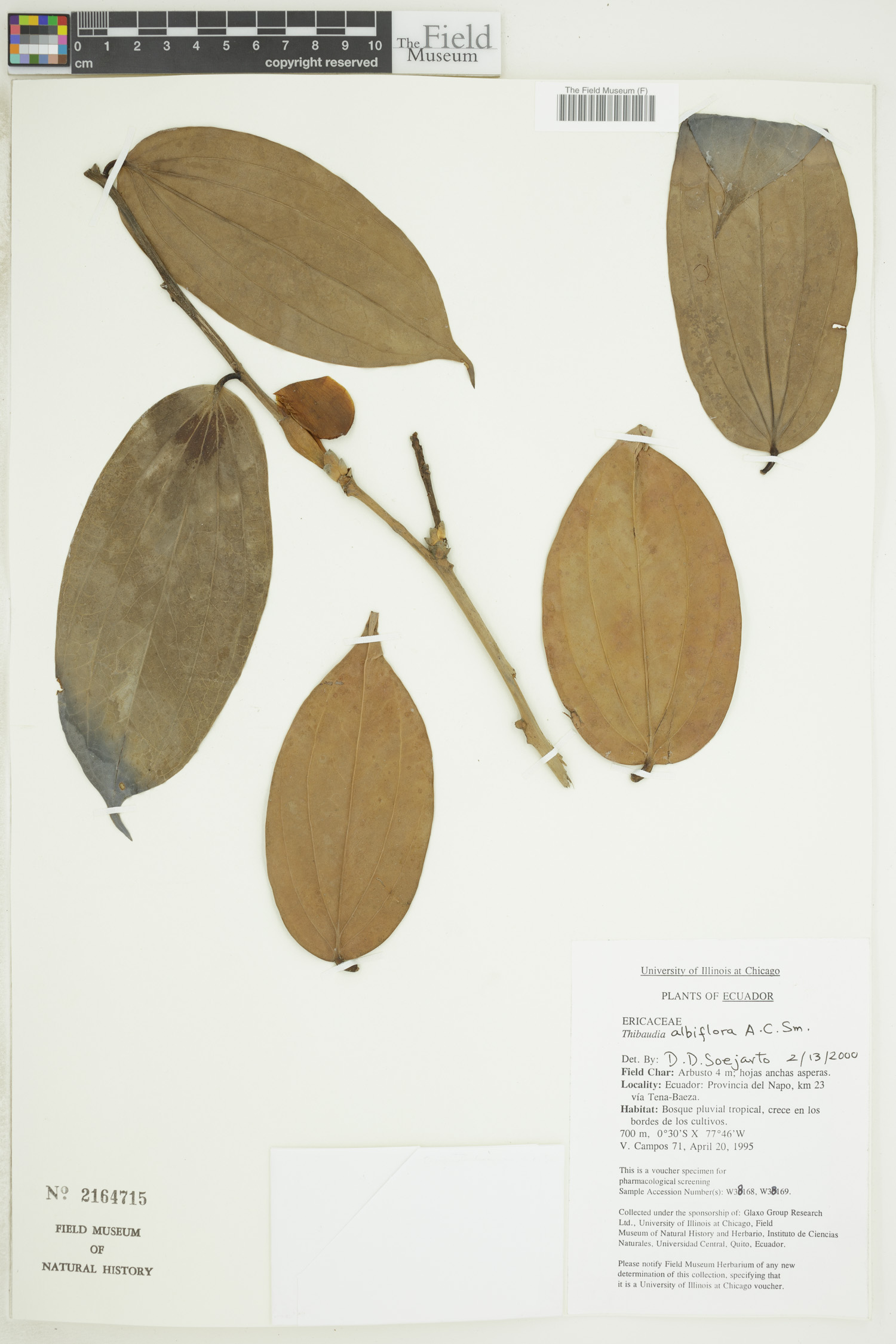 Thibaudia albiflora image