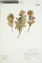 Thibaudia angustifolia image