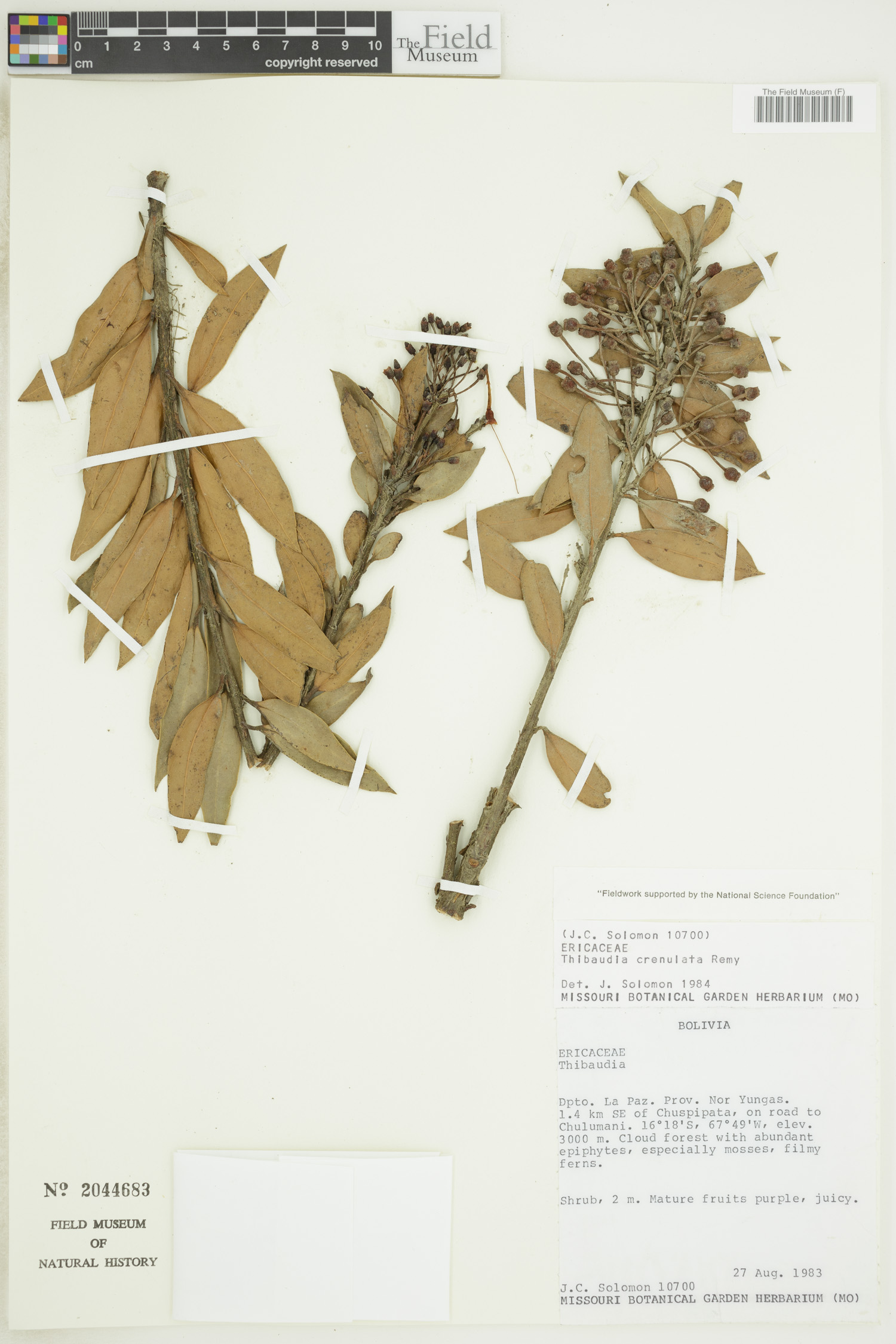 Thibaudia crenulata image